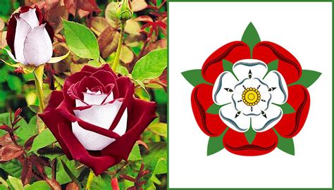 history of the tudor rose|tudor rose real flower.